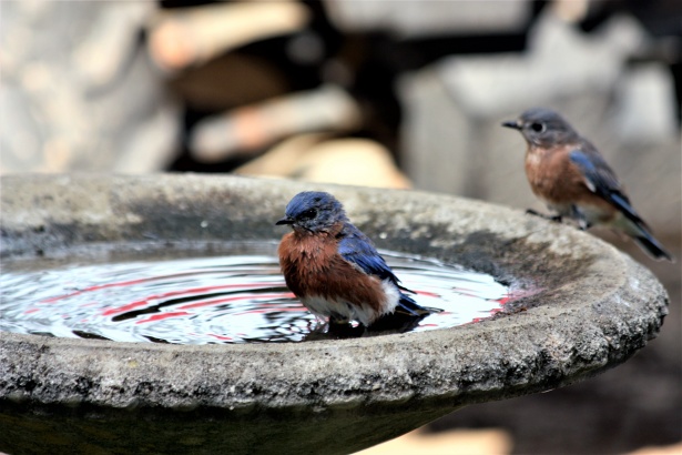 MEWTOGO Grand nid d'oiseau chaud pour l'hiver, lit d'oiseau